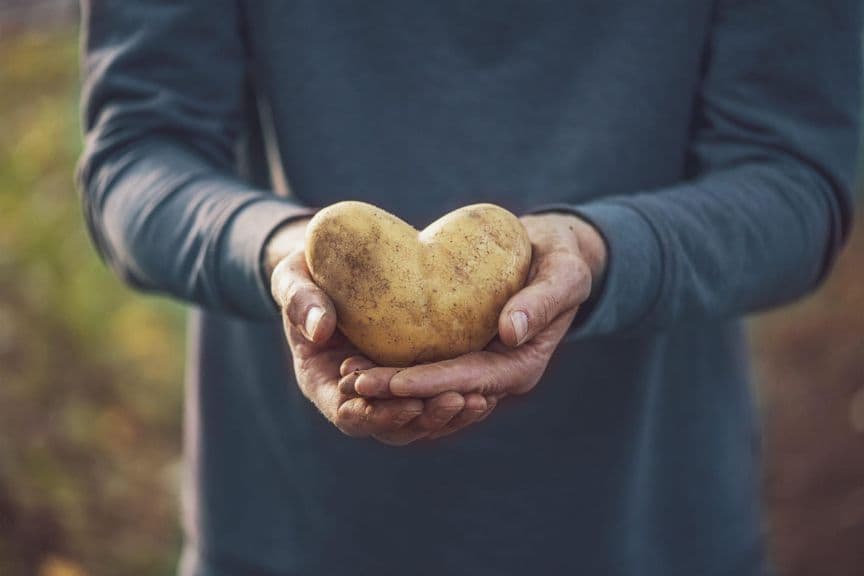 Pomme de terre / Potato