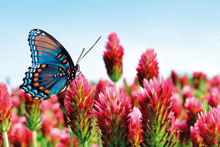 Jardin et papillon Barenbrug / Barenbrug garden and butterfly